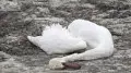 Mass swan deaths recorded near Aktau