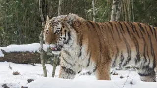 Russia to transfer four Amur tigers to Kazakhstan