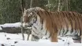 Russia to transfer four Amur tigers to Kazakhstan