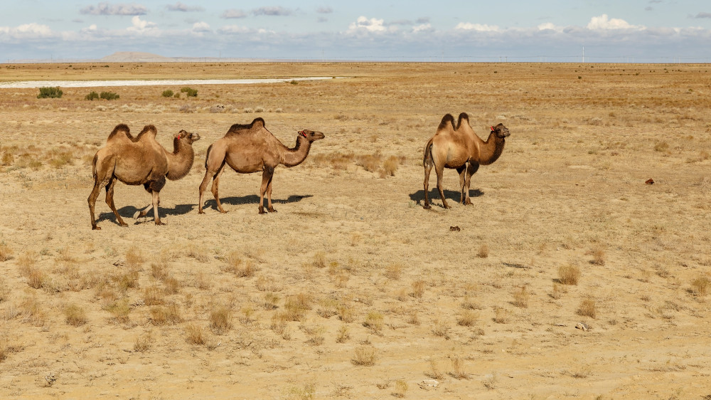 Heat in Kazakhstan: temperatures to rise as high as +32°C