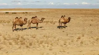 Heat in Kazakhstan: temperatures to rise as high as +32°C