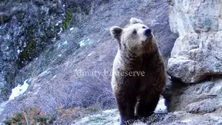 Brown bears emerge from hibernation in Almaty reserve
