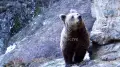 Brown bears emerge from hibernation in Almaty reserve