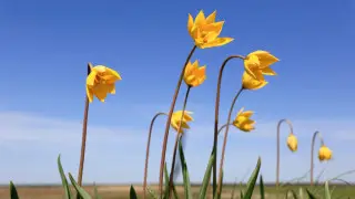 Heat up to +32, with thunderstorms in some areas: weather in Kazakhstan for April 2