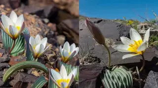 Kazakh photographer shows the blooming of “mysterious” tulips