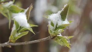 Snow in Astana, up to +24°C in Almaty — forecast for April 8–10