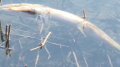 Mass fish die-off alarms residents of Petropavlovsk