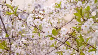 Astana in fog, Almaty in warm weather: forecast for April 11–13