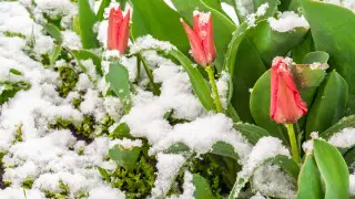 Snow and temperatures as low as -8°C to hit Kazakhstan