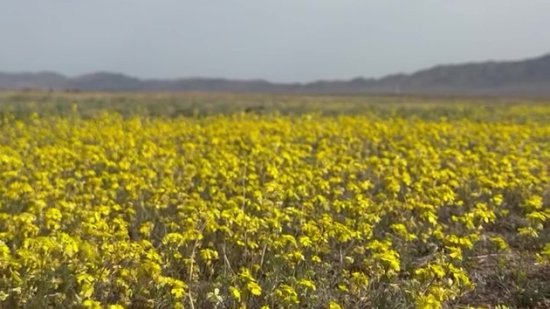 Image created from video frames