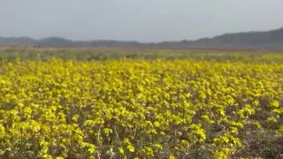 'Sea of yellow flowers': a new photo spot has caught the attention of Almaty residents