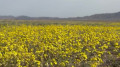 'Sea of yellow flowers': a new photo spot has caught the attention of Almaty residents