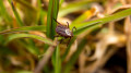 Tick season: dozens seek medical help in Kostanay Region