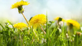 Heat up to +44°C and frost: what May 2026 will be like in Kazakhstan