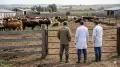 Veterinarian crime group dismantled in western Kazakhstan