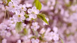 Warm spell in Astana, rain and hail expected in Almaty on April 17–19