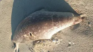 Nearly 100 dead seals washed ashore on the Caspian coast