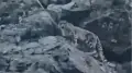 Elusive snow leopard caught on video in Zhetysu