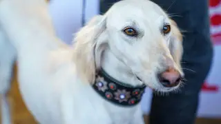 New unusual holiday will appear in Kazakhstan