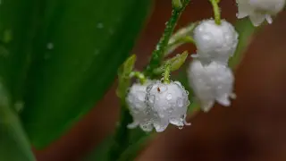 Astana to warm up, Almaty to be drenched by rain: forecast for April 28–30