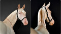 Photos and videos of the horses gifted to Tokayev have appeared