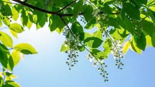 Rain and thunderstorms in north, up to 31°C in south: Kazakhstan weather forecast for May 5