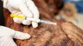 Rabies outbreak detected in northern Kazakhstan, quarantine imposed