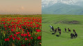 Kazakh man discovers “secret” spot with scenic fields