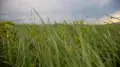 Rain and thunderstorms, hail and heat: Kazakhstan weather forecast for May 6