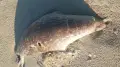 'This has happened before': possible cause of seal deaths in the Caspian Sea named