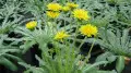 13 million tenge fine for a dandelion? Ecology Ministry explains which plants can lead to penalties