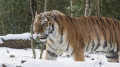 Putin spoke about the Amur tigers gifted to Kazakhstan
