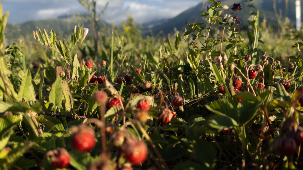 Rain, hail and heat: weather in Kazakhstan on June 17