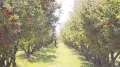 Kazakhstan begins introducing unique plant protection system