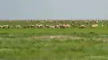 For the second year in a row, Kazakhstan will regulate the saiga population