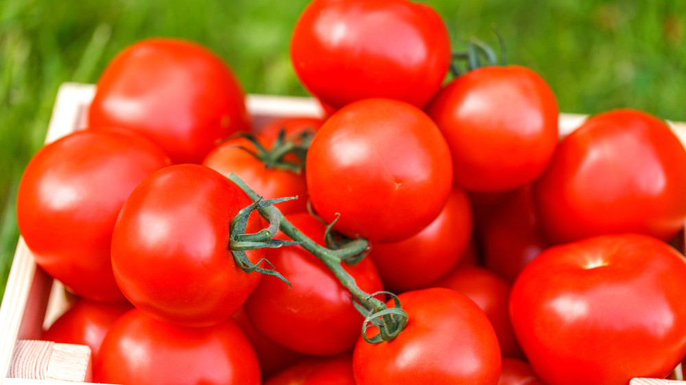 Kazakhstan temporarily bans tomato imports