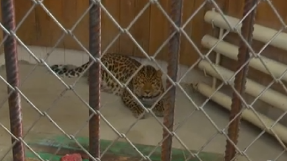 Ice cream and cold showers: heat changes animal care routine at Shymkent Zoo