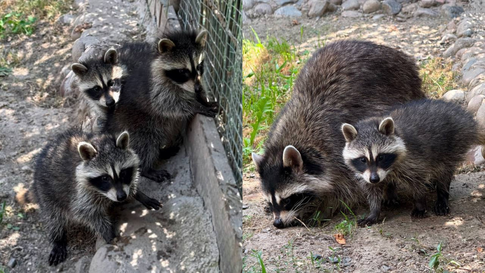 Almaty Zoo welcomes first raccoon kits in 20 years