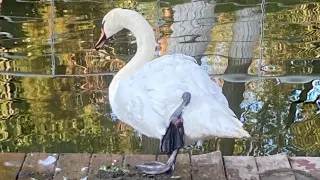 The condition of a swan in Astana's Central Park has alarmed Kazakhstanis