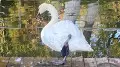 The condition of a swan in Astana's Central Park has alarmed Kazakhstanis