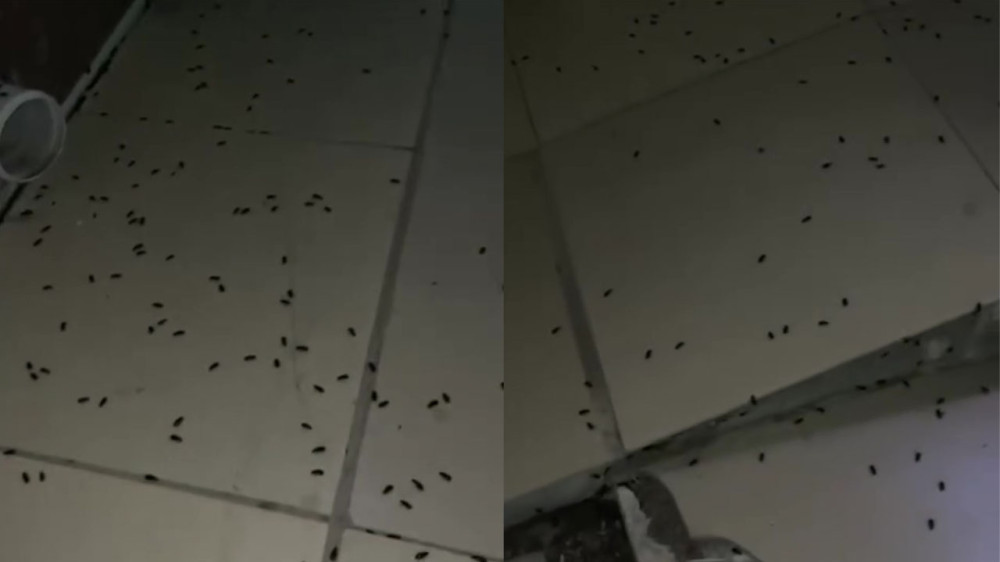 “They crawl even through the screens“: after heavy rains, Aktobe residents faced an unexpected problem