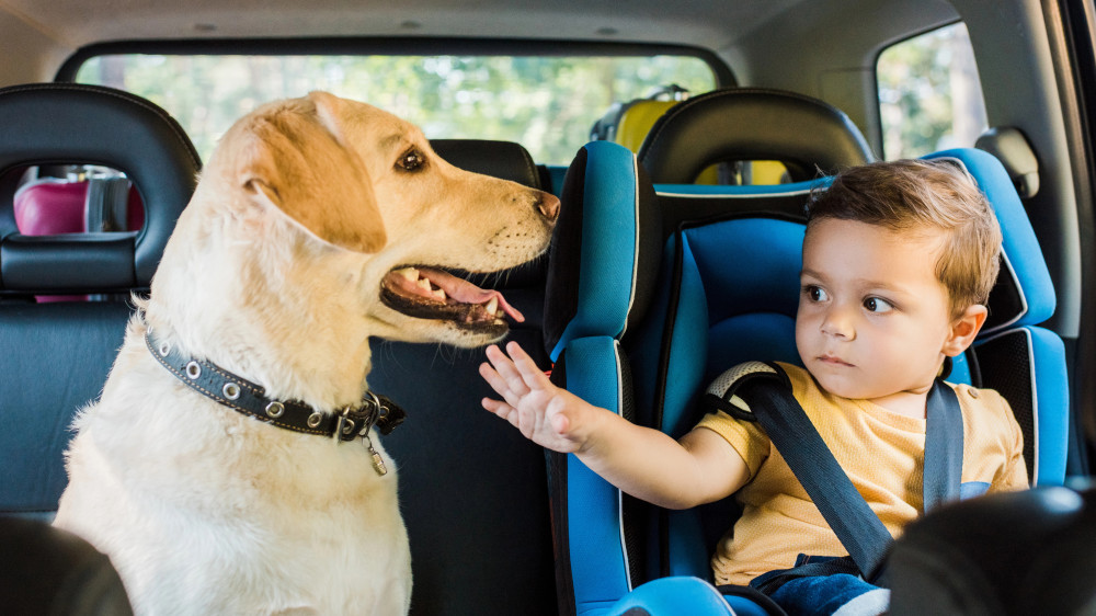 Why children and animals should not be left in the car in summer - drivers reminded of the danger