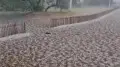 Emergency state declared in Ekibastuz after severe hail