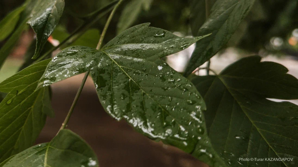Rain and Heat Up to +44: Weather Forecast for Kazakhstan on July 23