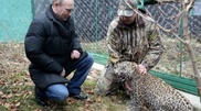 Владимир Путин қабыланмен бір торда болды