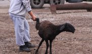 Жамбыл облысында экс-полицей пара ретінде қой сұраған