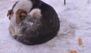 Ақтауда әйел мен ер адам балалардың көзінше итті өлтіріп тастады