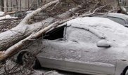 Алматыда қалың қардан құлаған ағаштар көліктерді басып қалды