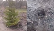 Алматыда белгісіз біреулер әкімдік отырғызған шыршаларды ұрлап кетті