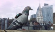 Лондонда ауа сапасы көгершін арқылы бақылана бастады